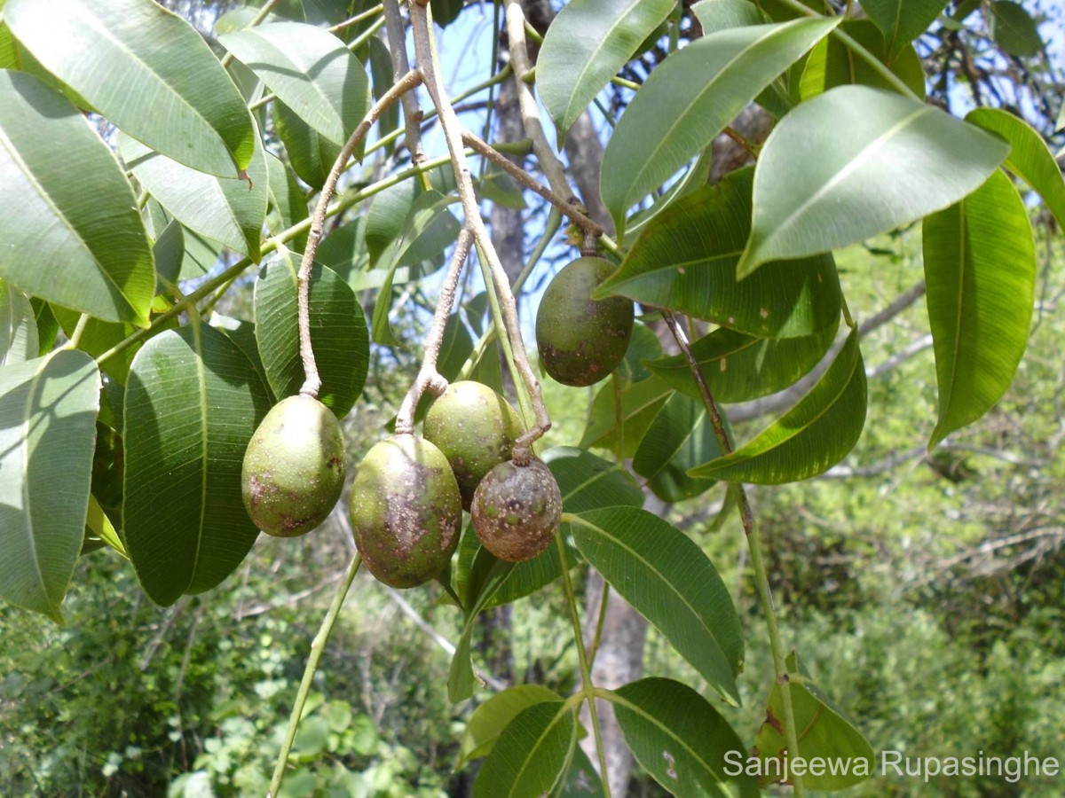 Spondias pinnata (L.f.) Kurz